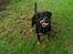 Rottweiler Von Hause Nomis Irina (Kikki)
