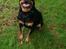 Rottweiler Von Hause Nomis Irina (Kikki)