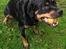 Rottweiler Von Hause Nomis Irina (Kikki)