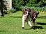 Engelsk springer spaniel Baloo *R.I.P*