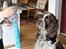 Engelsk springer spaniel Baloo *R.I.P*