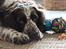 Engelsk springer spaniel Baloo *R.I.P*