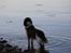 Engelsk springer spaniel Baloo *R.I.P*