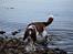 Engelsk springer spaniel Baloo *R.I.P*