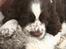 Engelsk springer spaniel Baloo *R.I.P*