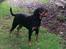 Rottweiler Von Hause Nomis Irina (Kikki)
