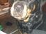 Rottweiler Von Hause Nomis Irina (Kikki)