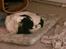 Field Trial Springer Spaniel rex