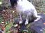 Field Trial Springer Spaniel rex