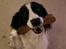 Field Trial Springer Spaniel rex