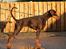 Dobermann LJCH From Island Korsika A Mill. $ Baby (Cocio)