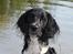 Field Trial Springer Spaniel Bobby