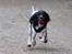 Field Trial Springer Spaniel Bobby