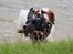 Field Trial Springer Spaniel Bobby