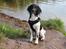 Field Trial Springer Spaniel Bobby