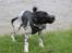 Field Trial Springer Spaniel Bobby
