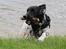 Field Trial Springer Spaniel Bobby