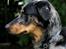 Beauceron Jesse