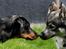 Beauceron Jesse