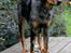 Beauceron Jesse