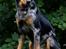 Beauceron Jesse