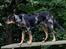 Beauceron Jesse