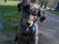 Beauceron Jesse