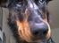 Beauceron Jesse