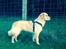 Golden retriever Carlo - Carlo 7 mdr :) flot puppy <3
