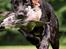 Labrador retriever Sansa (Black Pearls of Mainhatten Zanna Lee)