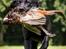 Labrador retriever Sansa (Black Pearls of Mainhatten Zanna Lee)