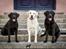 Labrador retriever Sansa (Black Pearls of Mainhatten Zanna Lee)
