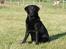 Labrador retriever Sansa (Black Pearls of Mainhatten Zanna Lee)