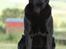 Labrador retriever Sansa (Black Pearls of Mainhatten Zanna Lee)