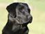 Labrador retriever Sansa (Black Pearls of Mainhatten Zanna Lee)