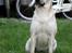 Blanding af racer Luna