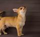 Chihuahua Opie