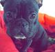 Fransk bulldog Milo