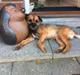 Border terrier Kalle