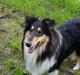 Collie langhåret Lapinette's Graceful And Elegant
