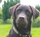 Labrador retriever Bailey