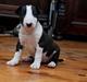 Bullterrier ACAI Bullwerona