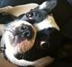 Fransk bulldog sylvester (sylle)