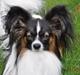 Papillon Askepots Koda "Cody"