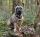 Fransk bulldog Balou