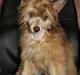 Chinese crested powder puff Ned Gallant Miracolo Dell'anima