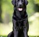 Labrador retriever Sansa (Black Pearls of Mainhatten Zanna Lee)