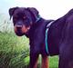 Rottweiler Djengis