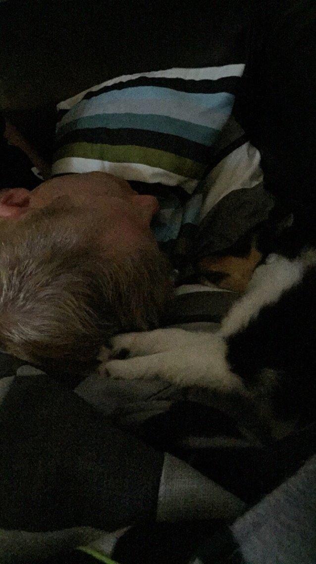 Shetland sheepdog Microgården's Zusie Q aka Esther billede 20