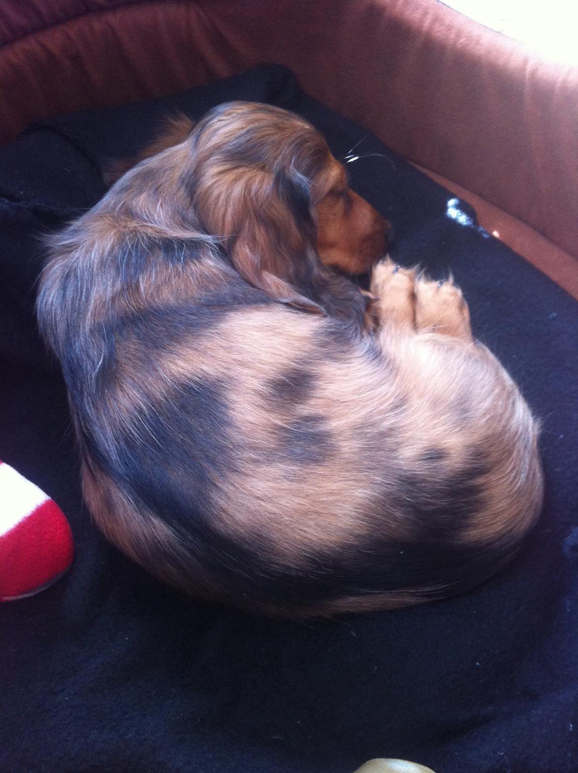 Gravhund Cosmo <3 billede 3